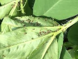 uploads/images/pest/groundnut aphids.jpg